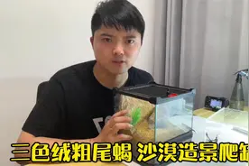 三色绒粗尾蝎 沙漠风格爬缸造景视频封面