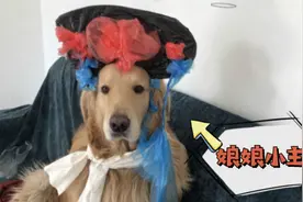 主人追剧不理金毛，金毛扮演剧中角色讨喜，全程高能，忍住别笑视频封面