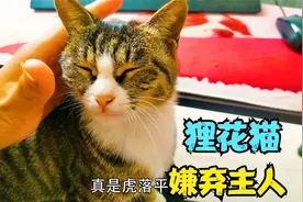 狸花猫嫌弃主人，吃完喝完扭头就走，怎么办？视频封面