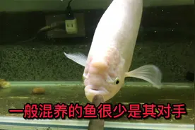 互动性最好的观赏鱼排名第7:招财鱼视频封面