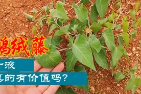 鹅绒藤又称牛皮消，好多人不知道它的珍贵，快看视频了解一下！视频封面