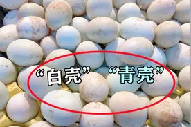 买鸭蛋时，选“青壳”还是“白壳”？区别很大，弄清楚再买不吃亏视频封面