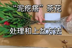黄泥土球茶花，收到后怎样处理和上盆？这样做缓苗快、后期长势好视频封面