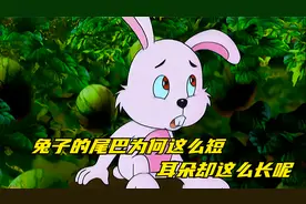 兔子的尾巴为何这么短，耳朵却这么长呢视频封面