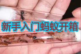 开箱两款非常适合新手入坑的宠物蚂蚁
