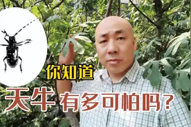 确实吓到我了，漂亮的天牛危害竟然这么大！