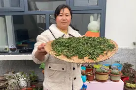 挖了一筐蒲公英，婆婆把它择洗干净，焕焕用大铁锅自制蒲公英茶视频封面