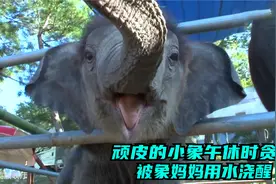 象妈怀胎26月成功生产，顽皮的小象午休时贪睡，被象妈妈用水浇醒视频封面