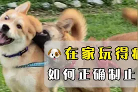 狗狗在家玩得很疯，该如何正确制止？视频封面