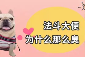 法斗大便为什么那么臭？5种可能，知道后才好解决视频封面