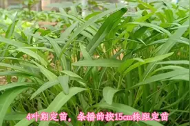 空心菜总是种不好？学会这些技巧，一年都有新鲜菜吃视频封面