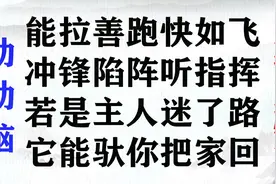 “能拉善跑快如飞，冲锋陷阵听指挥”猜一种动物，你会吗？视频封面