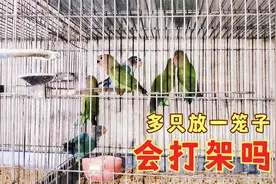 一笼多只鹦鹉会出现打架现象吗，该怎么惩罚它们呢