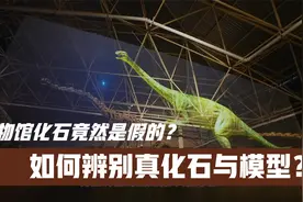 恐龙博物馆化石竟然是假的？这个冷知识一定要知道！视频封面
