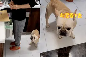 合伙“演”狗？主人神操作让狗子抢着吃药，狗子：好像有点不对劲视频封面