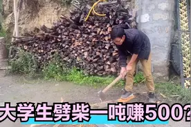 西藏农村大学生劈柴一吨赚500？看他干活的动作，媳妇看着想骂他视频封面