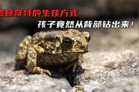 蟾蜍奇特的生娃方式，孩子竟然从背部钻出来！视频封面