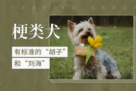 有标准的“胡子”和“刘海”——梗类犬视频封面