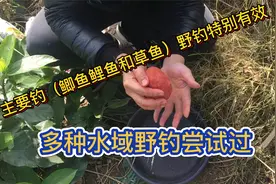 今天分享主钓（鲫鱼鲤鱼和草鱼）还都是大的哪种。野钓特别有效视频封面