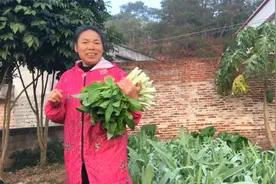四婶种的菜都吃不完，有朋友想要四婶的菜，四婶一大早就去菜地摘视频封面