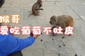 小猴子吃葡萄还吐皮视频封面
