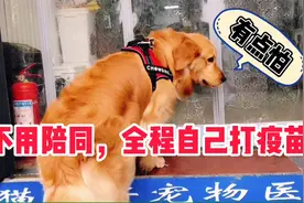 金毛狗自己上医院打疫苗 打完犯了精神病如何抢救视频封面