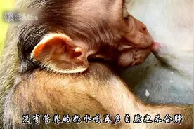 猴妈奶水太足，不自觉的自然溢出，小猴子都要发愁视频封面