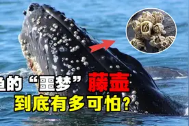“寄生恶魔”藤壶有多可怕？被人类当成美味，却把鲸鱼折磨到疯视频封面