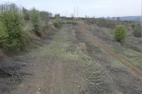 陕西百亩核桃树10天被砍1600余棵：当地成立调查组