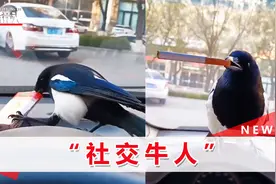 喜鹊抢走司机半包香烟叼嘴里，司机帮点着后哈哈大笑：冒烟了视频封面