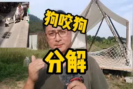 狗狗打架咬在一起如何分解，这种办法仅限宠物狗视频封面