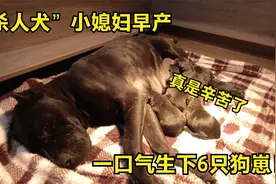 “杀人犬”小媳妇早产，竟一口气生下6只狗崽，狗妈都疼哭了！视频封面