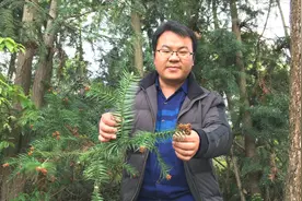 在农村当柴火烧的杉树叶，其实有非常多的药用价值，许多人不清楚视频封面