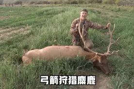 国外猎人合法狩猎麋鹿，一把传统的弓箭，威力真的大视频封面