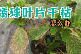 家里的绣球总是叶片干枯，发黄焦边是什么原因？实用解决措施来了视频封面
