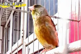 玉嘴彩衣金翅雀，乖巧鸣唱好欢悦视频封面