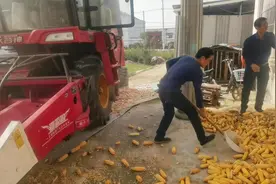用雷沃谷神GE70给玉米棒脱粒，这速度也太快了，十分钟打完一亩地视频封面