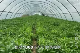 种植空心菜，掌握这些小窍门，割一茬长一茬，优质高产，收入高，视频封面
