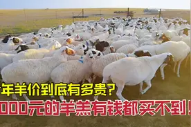 今年羊价猛涨！本地羊竟比外国品种贵？1000元的羊羔到底长啥样？视频封面