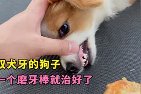狗子长了双犬牙，医生建议手术拔掉，给它啃了个磨牙棒竟然就好了视频封面