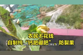 农民不花钱，自制纯“钙肥硼肥”，防裂果视频封面
