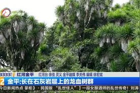 金平：长在石灰岩层上的龙血树群视频封面