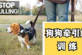 狗狗出门一定要牵绳的哟！如果你的狗狗不听话就来学学怎么训练吧视频封面