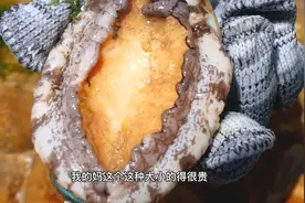 小章赶海捉到一只八爪鱼，拿起来就被吐的一身墨！还捡到超大鲍鱼视频封面