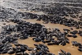 因为莎士比亚的画，美国这种生物泛滥成灾，每年预计损失8亿视频封面