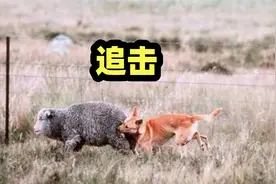 被人抛弃田园犬流落澳洲，成为顶级猛犬，捕猎大型野味视频封面