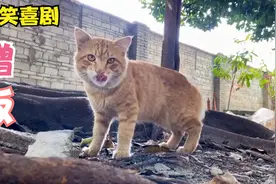 流浪猫向我蹭饭吃，讲了一个笑话，治愈了我一天的疲劳视频封面