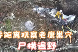 零距离窥视老鹰的巢穴 尸横遍野 嘴似钢刀 不愧是顶级掠食者视频封面