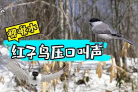 红子鸟压口叫声：“唧啾水”，清脆无杂音，值得收藏