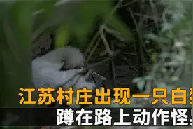 江苏村庄出现一只白狐，蹲在路上做出诡异动作，村民撞上发现蹊跷视频封面